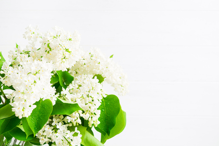 Spring blooming of white beautiful lilac for decoration. Copy space. Light photo in high key. Spa decoration blank for text. Natureの写真素材