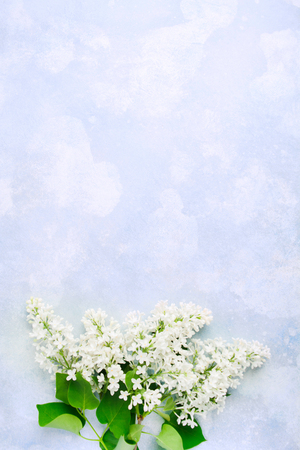 Branches of blooming white lilac with green leaves over blue background with copy space. Spa decoration for card. Holiday card. Flat lay. Top viewの写真素材