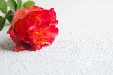 One colorful pink rose over white textured concrete background with copy space. Soft focusの写真素材