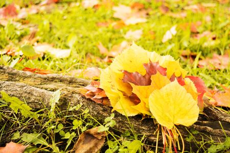 Bunch of different colorful autumn leaves on tree's root in park and grass. Copy spaceの写真素材