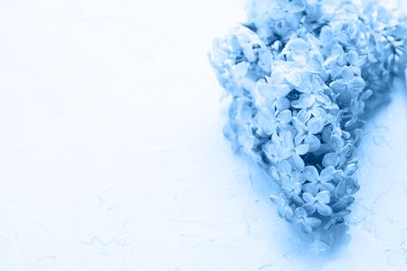 Classic blue blooming lilac. Spring flowers background with copy space. Soft focus. Closeup viewの写真素材