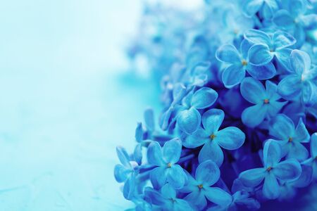 Classic blue toned photo of spring blooming lilac flowers on concrete background with copy spaceの写真素材