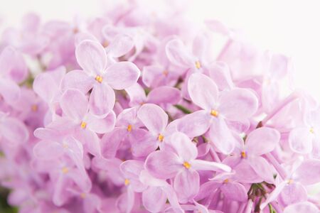 Soft beautiful spring lilac background. Closeup view. Postcardの写真素材