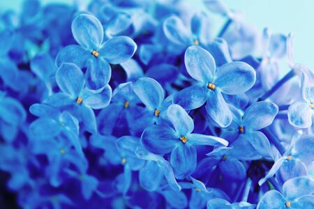 Classic blue lilac design background. Spring flower blooming. Tredy color of the year 2020の写真素材