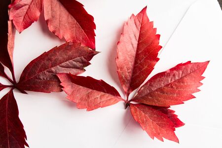Closeup view of red natural Parthenocissus's leaves over white paper envelope. Autumn conceptの写真素材