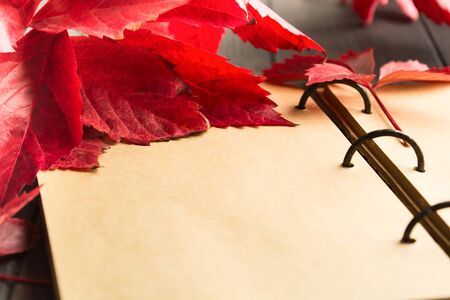 Closeup view of open craft notebook with red autumn leaves of maiden grapes. Soft focus. Copy spaceの写真素材