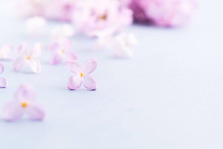 Purple lilac flowers on gray background with copy space. Spring blooming. Mathers day, Womans day or beauty conceptの写真素材