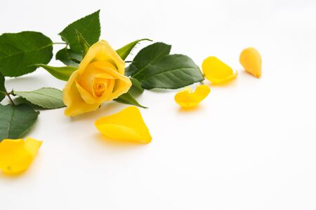 Yellow rose with green leaves and yellow petals around. Copy space. Soft focus. Mother's day or valentine's day concept