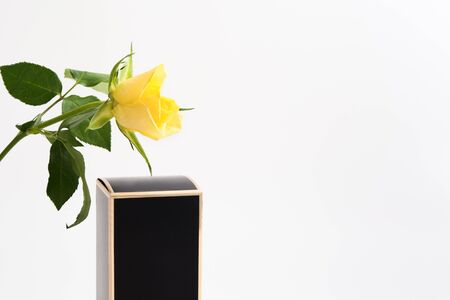 Single yellow rose with part of gift black box on white background with copy space. Valentine's day, international woman's day or mother's day concept. Selective focus. Mockup of perfume's boxの写真素材