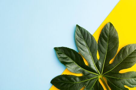 Green leaf over yellow and blue paper background with copy space. Japanese fatsia natural plant. Flat lay. Closeup viewの写真素材