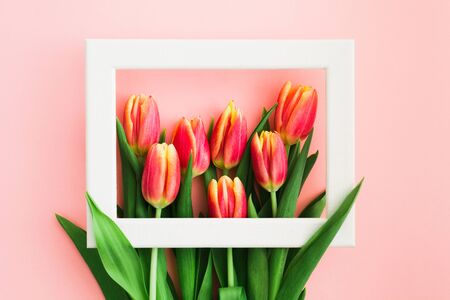 Flat lay with spring tulips in white frame on pink background. Sale concept. Valentines day, Easter, Womans day and Mothers day conceptの写真素材