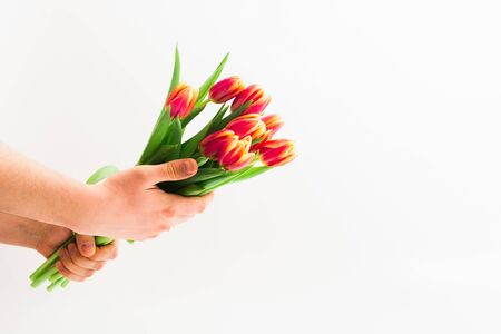 Man hand gives bouquet of tulips on white background. Copy space. Valentines day, Womans day, Mothers day concept. Spring timeの写真素材