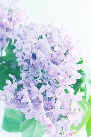 Soft beautiful spring lilac toned background. Closeup view. Postcard design. Nature backdrop. Woman's Day, Mothers dayの写真素材