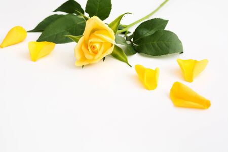 Beautiful yellow rose with green leaves and petals on white background. Copy space. Mothers day, valentines day concept. Romantic floral design backdrop. Soft focusの写真素材