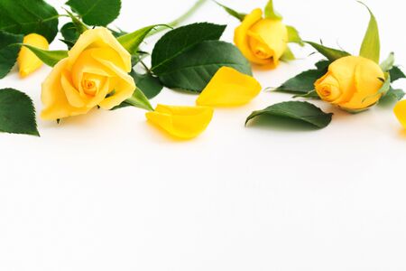 Beautiful yellow rose with green leaves and petals on white background. Mothers day, valentines day concept. Romantic floral design backdrop. Copy space. Soft focusの写真素材