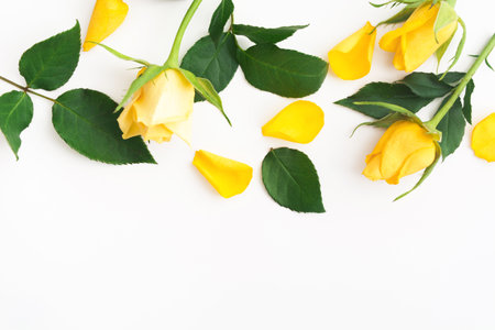 Background with beautiful yellow roses with green leaves and petals on whiteの写真素材