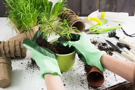 Hands in green gloves plant a flower in pot. Gardening conceptの写真素材