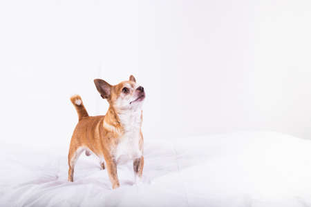 Cute little brown chihuahua looking overhead with copy spaceの写真素材