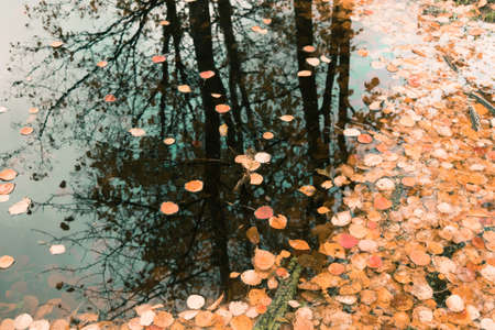 Autumn brown leaves on water with tree reflection. Fall nature backgroundの写真素材