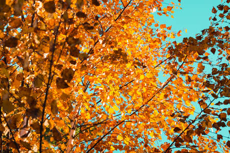 Beautiful autumn orange leaves on trees with blue skyの写真素材