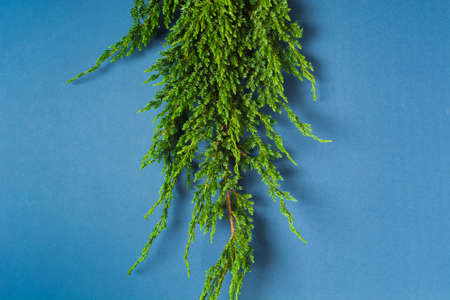 Green branches of juniper over blue background, close-upの写真素材