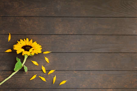 Beautiful yellow sunflower on wooden background with copy spaceの写真素材