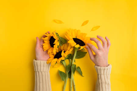 Female hands hold Beautiful fresh bouquet of sunflowers on yellow backgroundの写真素材