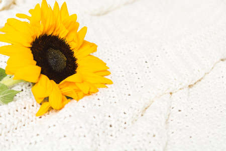 Beautiful single authentic yellow sunflower in bed. Closeup viewの写真素材