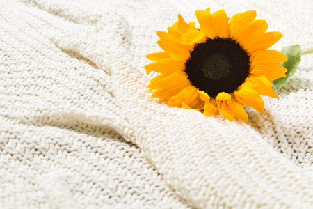 Beautiful single authentic yellow sunflower in bed. Closeup viewの写真素材