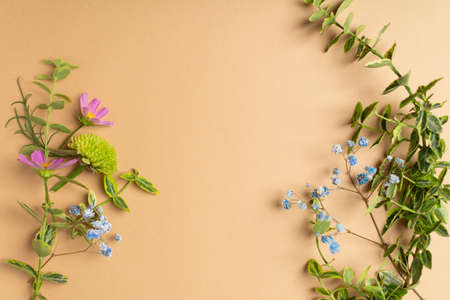 Flat lay of fresh cut flowers of garden for herbarium on beige backgroundの写真素材