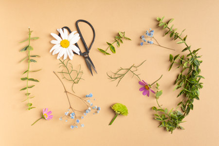 Flat lay of fresh cut flowers of garden for herbarium on beige backgroundの写真素材