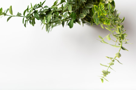 Green beresklet spindle tree in vase on white table Modern design interiorの写真素材