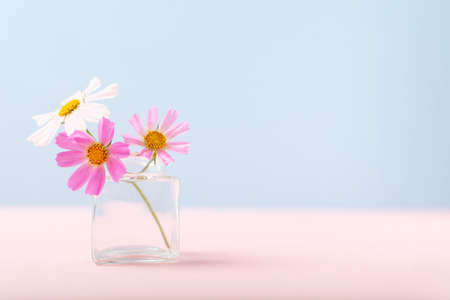 Three flowers in tiny glass vase on blue and pink backgroundの写真素材