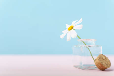 Single beautiful white camomole flower in tiny glass bottle on pink and blueの写真素材