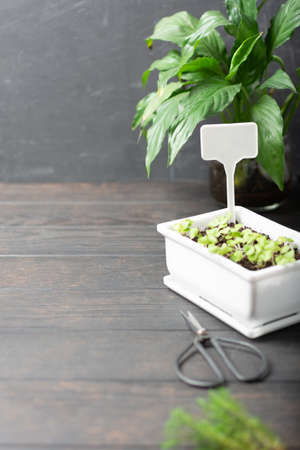 Home garden plants with cactus and small greens on wooden backgroundの写真素材
