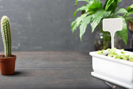 Home garden plants with cactus and small greens on wooden backgroundの写真素材