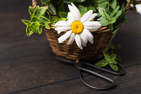 Wicker basket with flowers, plants and scissors on wooden backgroundの写真素材