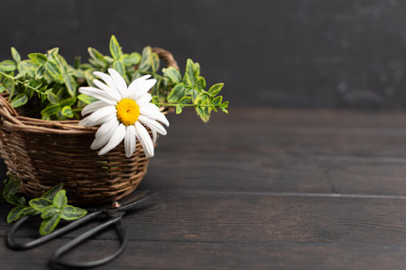 Wicker basket with flowers, plants and scissors on wooden backgroundの写真素材