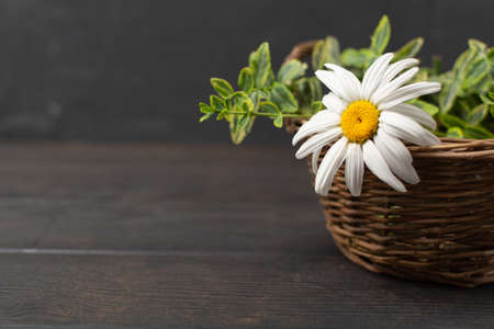 Wicker basket with flowers, plants and scissors on wooden backgroundの写真素材