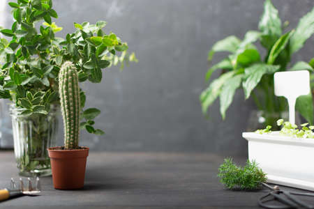 Home garden plants with cactus and small greens on wooden backgroundの写真素材
