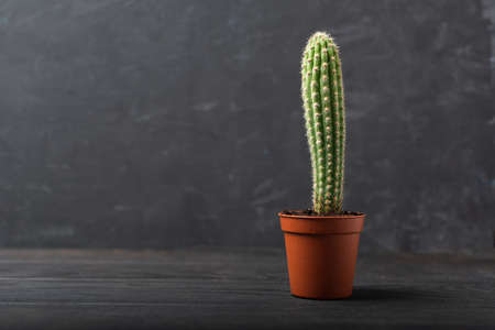 Single home cactus succulent plant in flower pot on wooden table with grey wallの写真素材