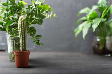 Home garden plants with cactus and small greens on wooden backgroundの写真素材