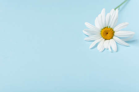 Fresh delicate medicinal chamomile on blue background with copy spaceの写真素材
