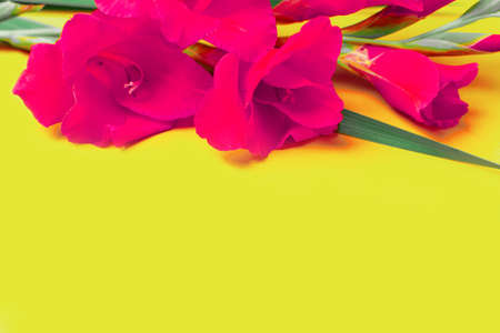Beautiful purple pink gladioluse on yellow color paper background. Greeting cardの写真素材