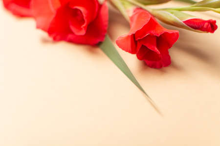 Beautiful red gladiolus on pastel beige color paper background. Holiday cardの写真素材