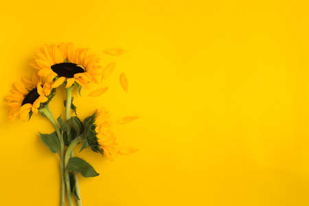 Beautiful fresh bouquet of sunflowers with green leaves on yellow backgroundの写真素材