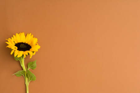 Beautiful fresh sunflower with green leaves on brown background with copy spaceの写真素材