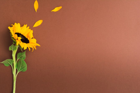 Beautiful fresh sunflower with separate petals on brown backgroundの写真素材