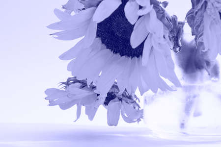Bouquet of sunflowers in trendy very peri color of 2022. Toned photoの写真素材