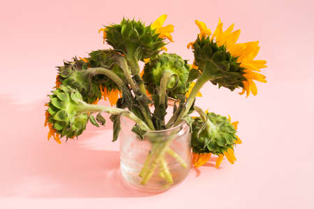 Not ideal sunflowers bouquet with back view in vase on pink backgroundの写真素材